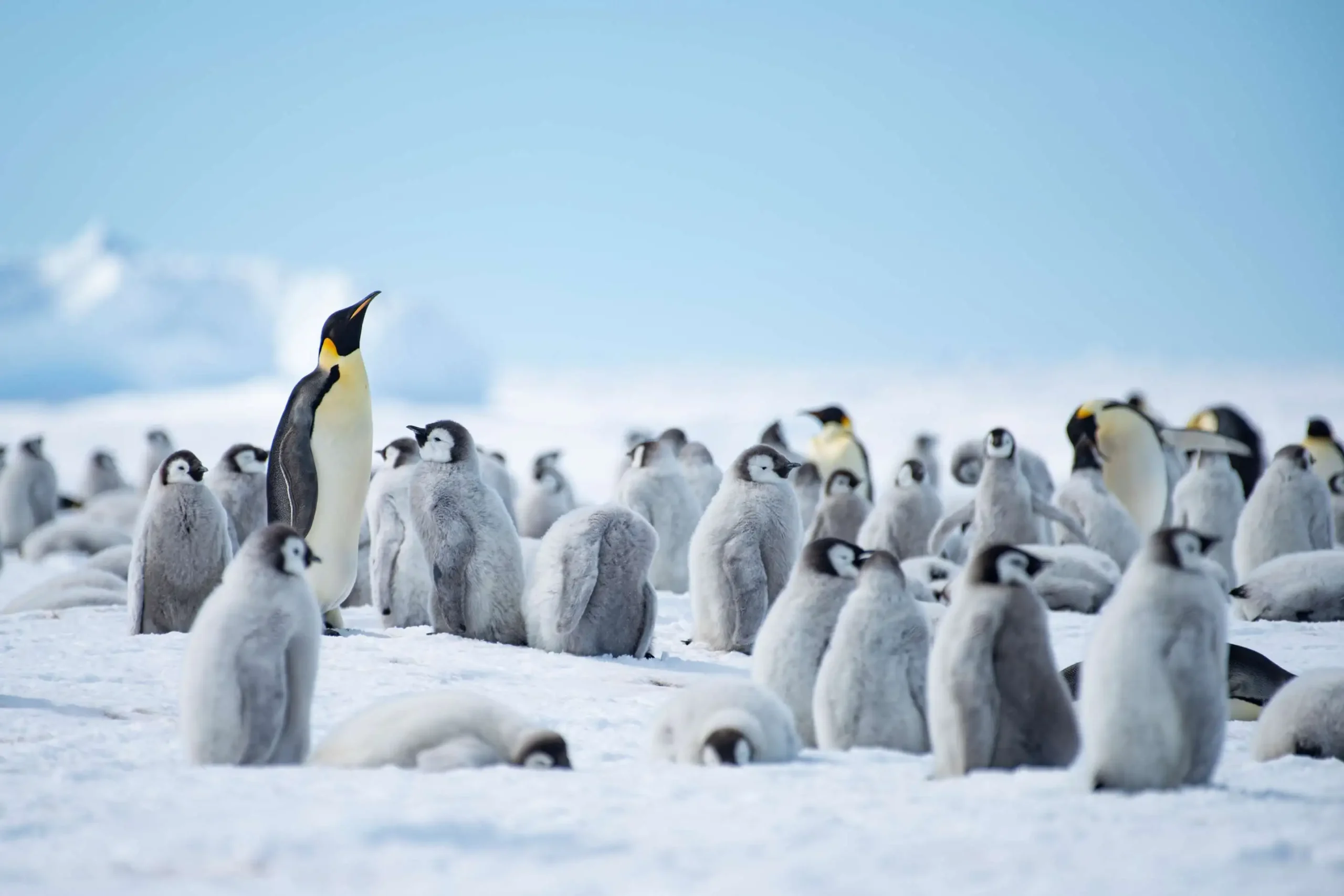 Penguins Antarctica