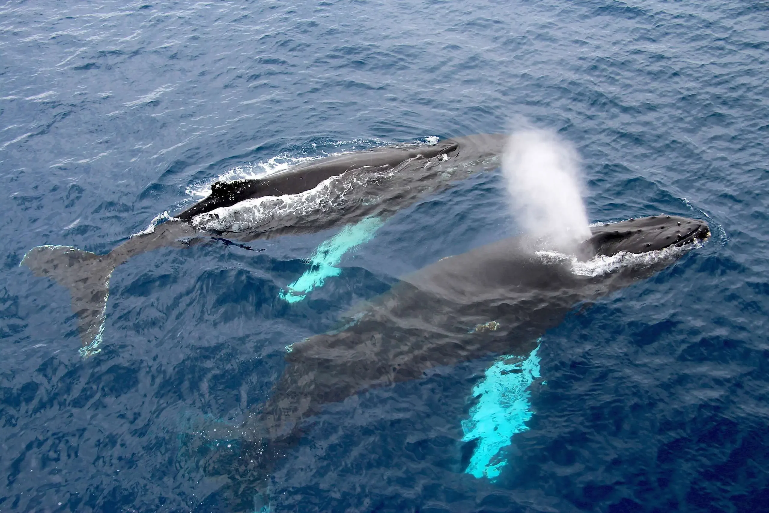 Whales in the Arctic