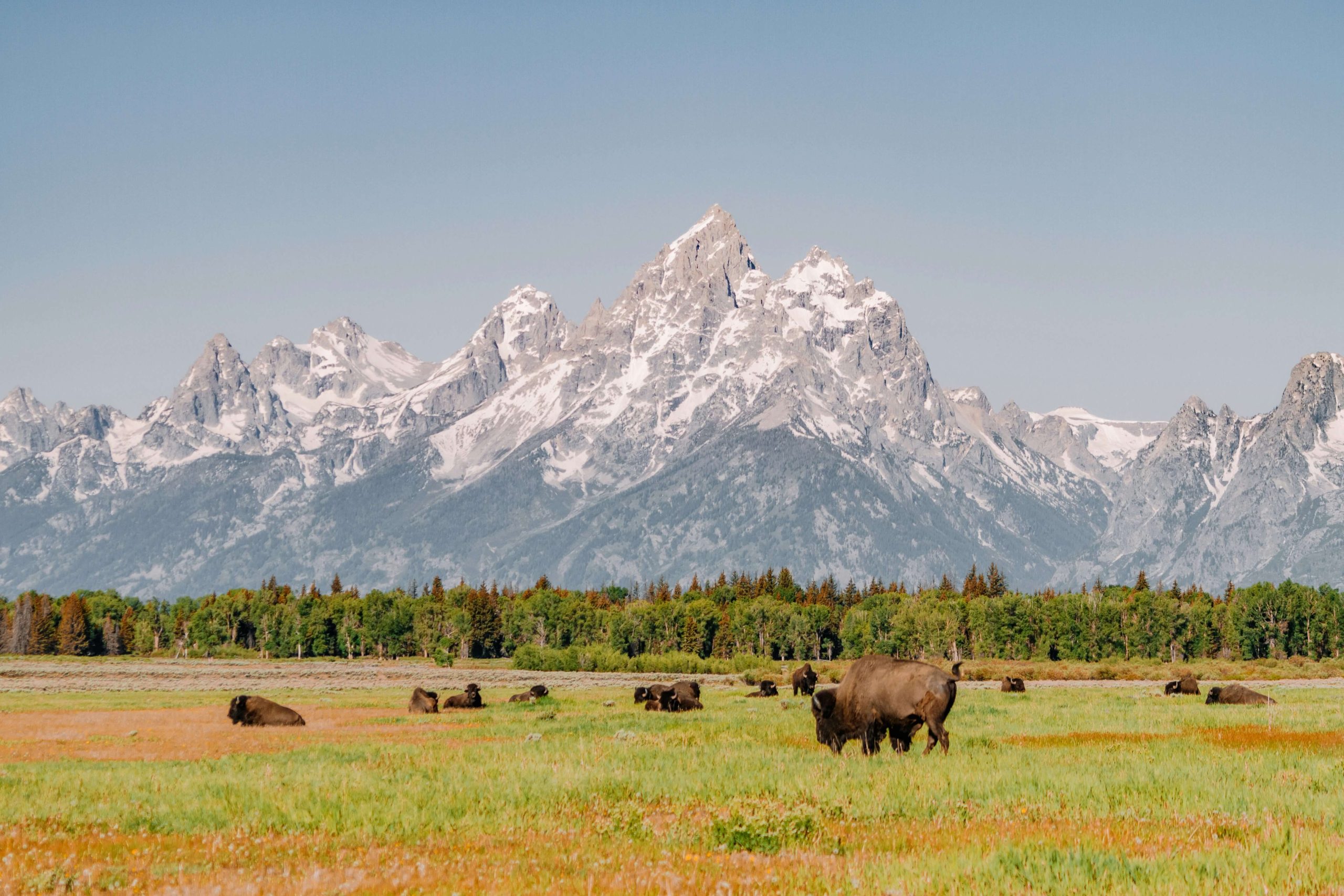 wildlife grand teton